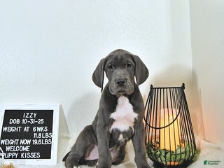 Great Dane dogs Izzy - Ad 38