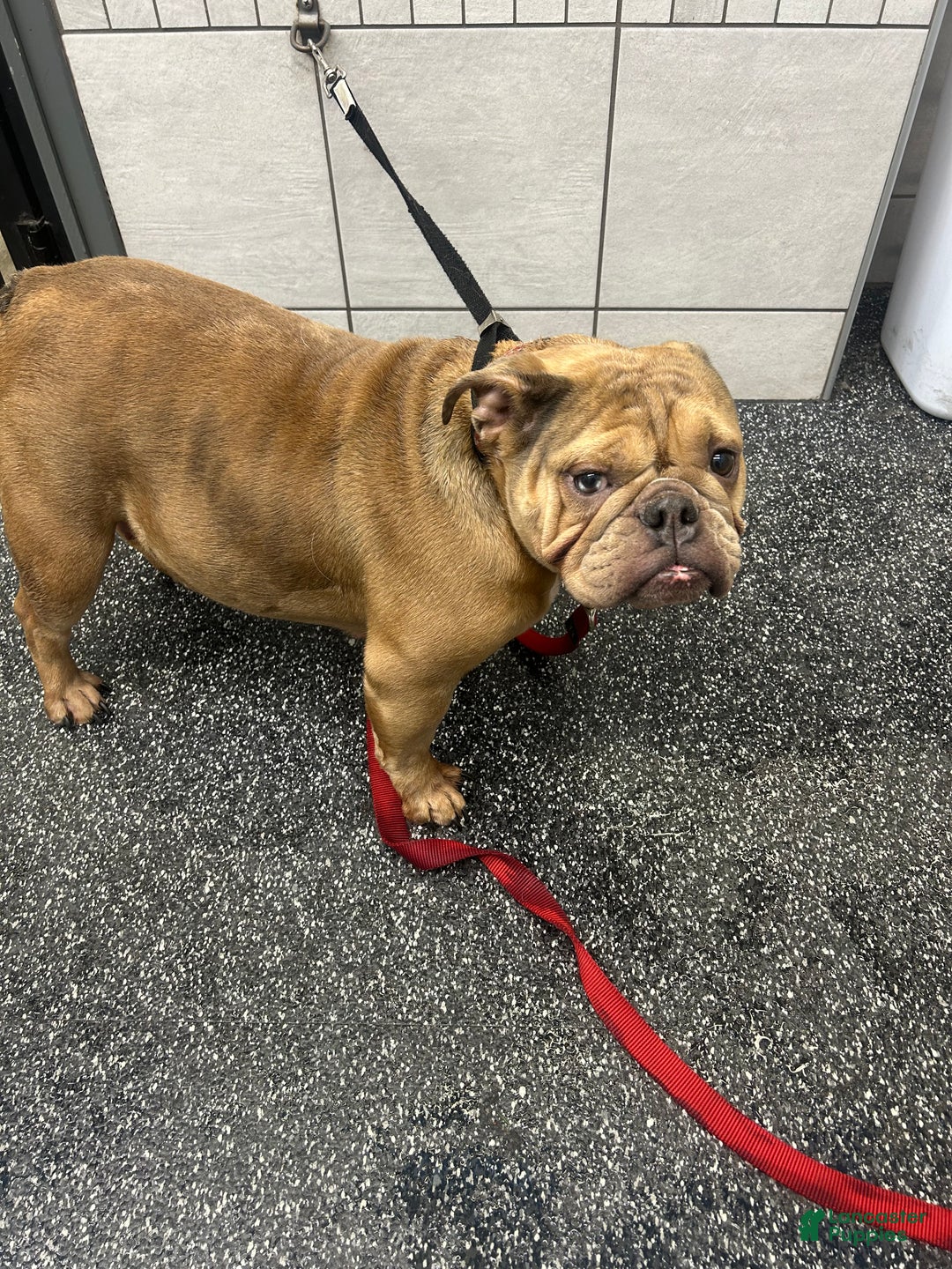 English Bulldog dogs for sale: Mocha - Ad 12