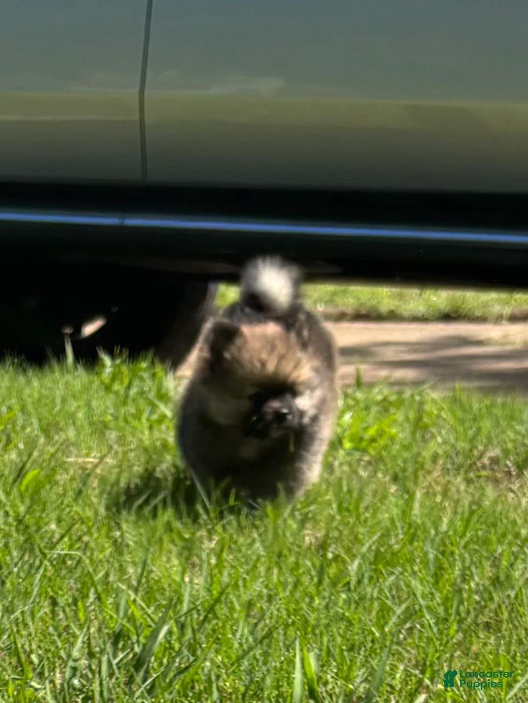 Pomeranian dogs for sale: Pomeranian Puppy 1 - Ad 2