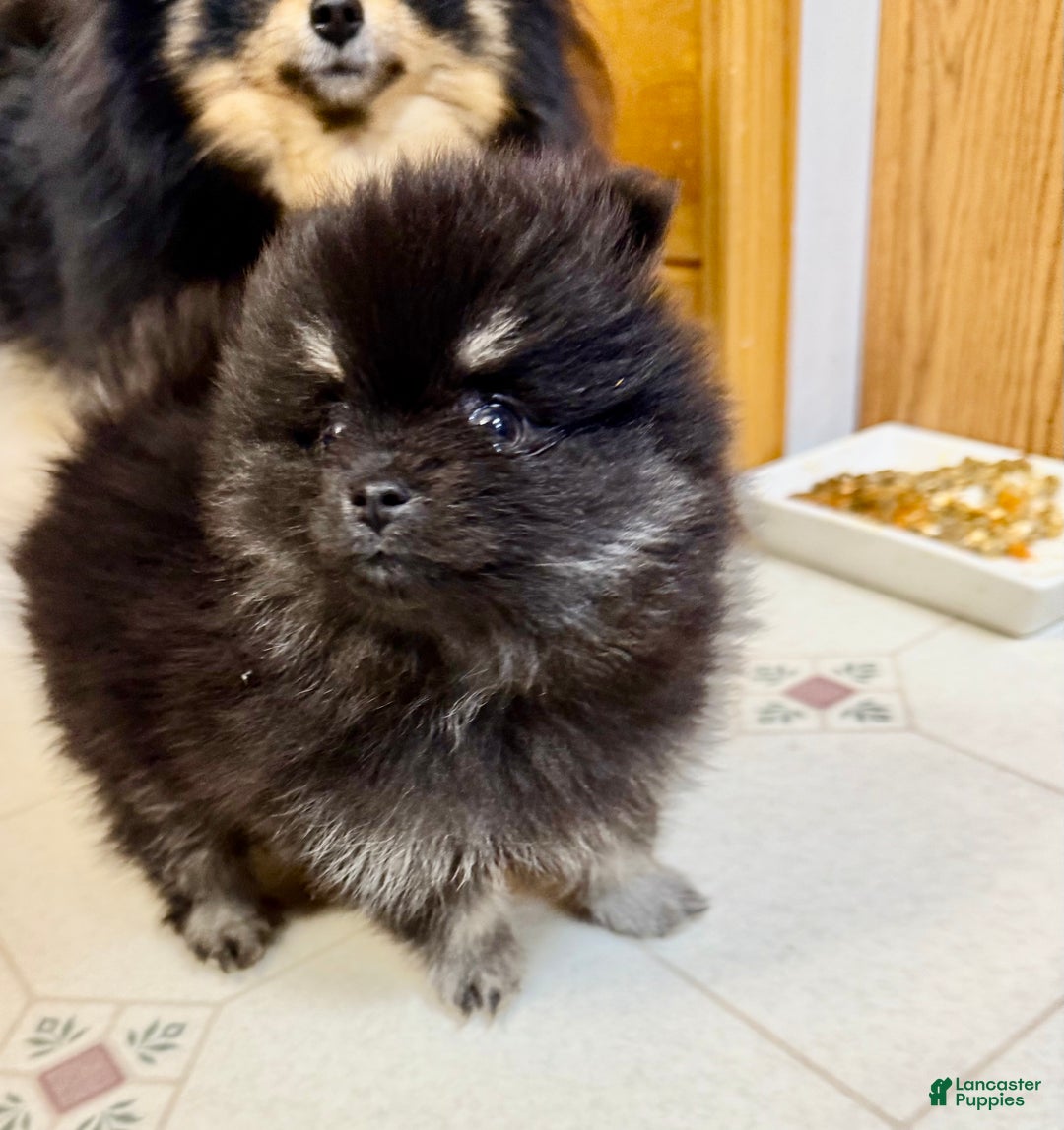 Pomeranian dogs for sale: CHACHI Pomeranian  - Ad 2