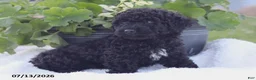 Miniature Poodle dogs for sale: Nate - Ad 4
