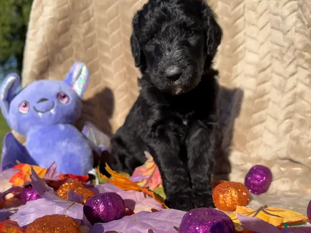Labradoodle dogs for sale: Cauldron - Ad 1