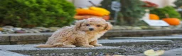 Maltipoo dogs for sale: Posie - Ad 5