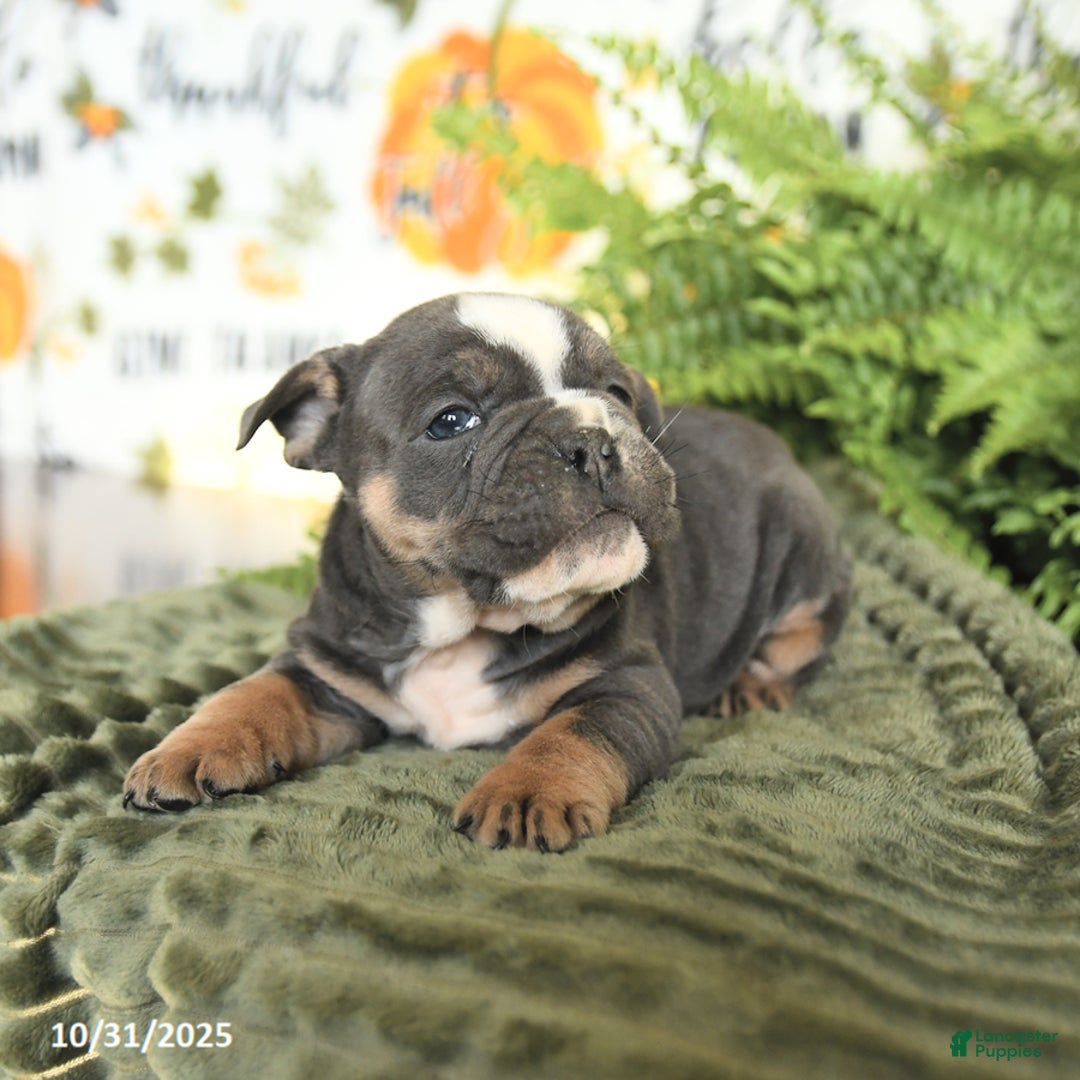 Mixed Breed dogs for sale: Mike - Ad 3