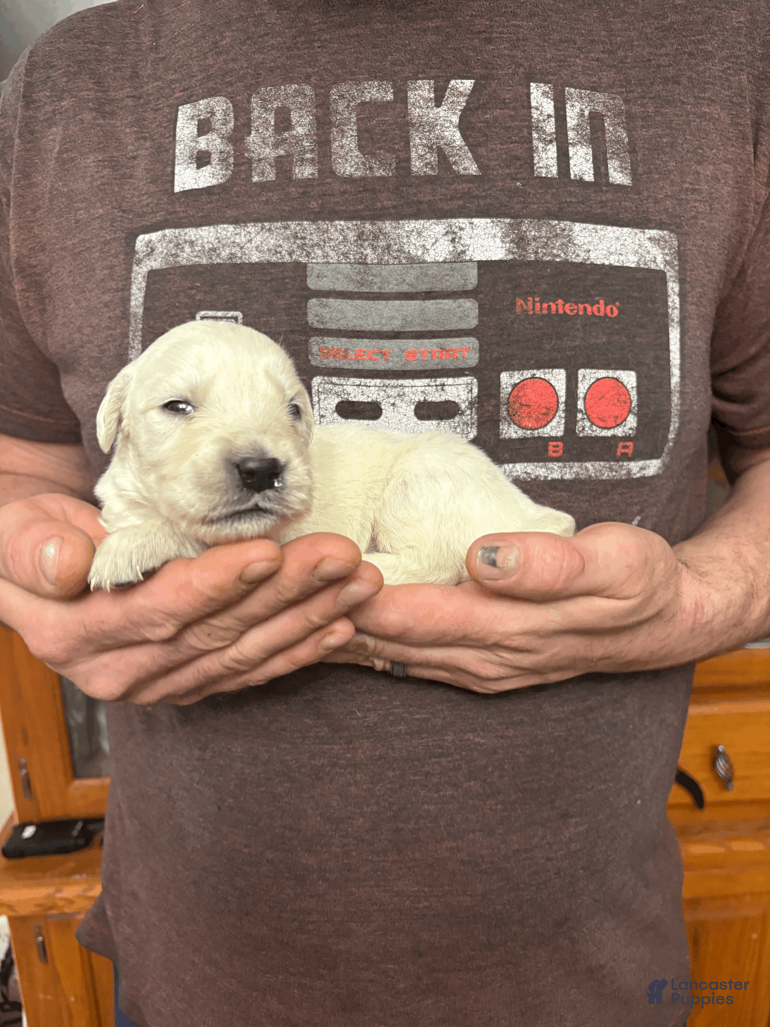 Golden Retriever dogs for sale: Golden Retriever Puppy 8 - Ad 2