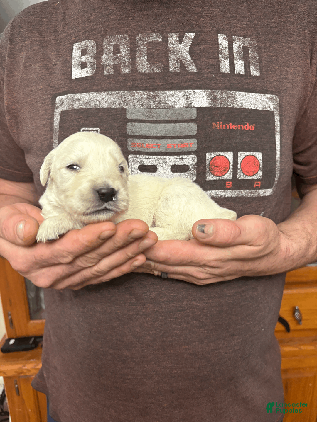 Golden Retriever dogs for sale: Golden Retriever Puppy 8 - Ad 1
