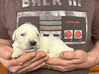 Golden Retriever dogs for sale: Golden Retriever Puppy 8 - Ad 2