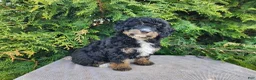 Mini Bernedoodle dogs for sale: Karly - Ad 16