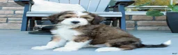 Bernedoodle dogs for sale: Sarge  - Ad 3