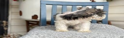 Miniature Schnauzer dogs for sale: Dancer - Ad 2