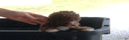 Miniature Poodle dogs for sale: Miniature Poodle Puppy 7 Andy - Ad 14