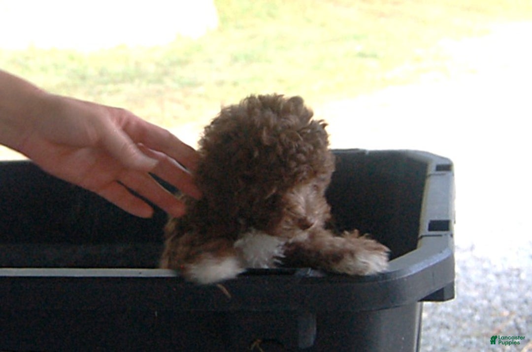 Miniature Poodle dogs for sale: Miniature Poodle Puppy 7 Andy - Ad 14