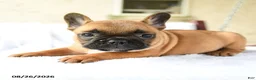 French Bulldog dogs for sale: Kieran - Ad 5