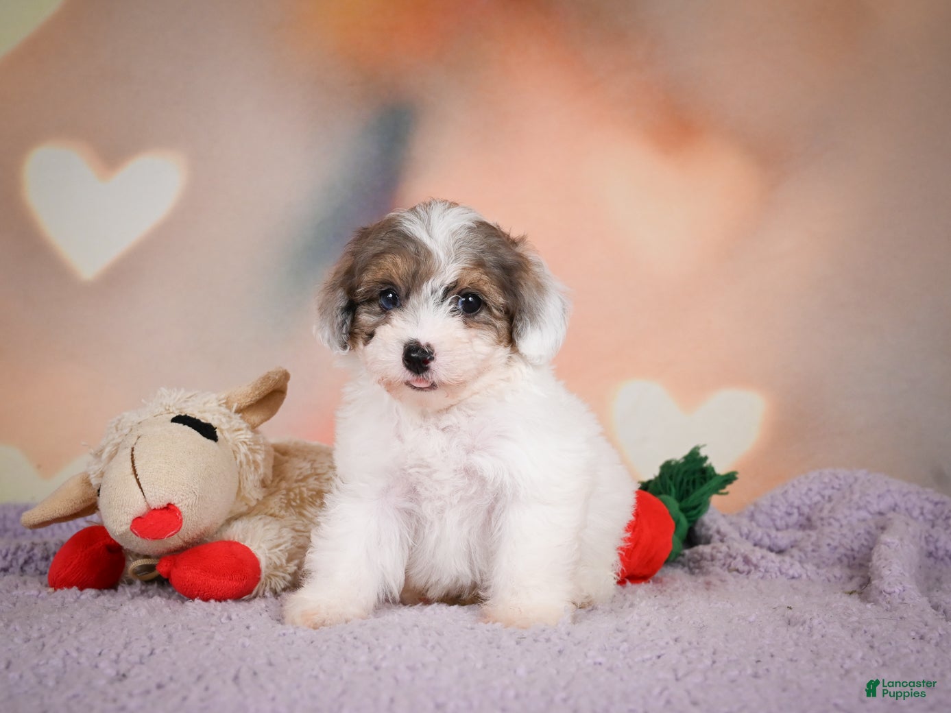 Maltipoo dogs Dusty - Ad 2