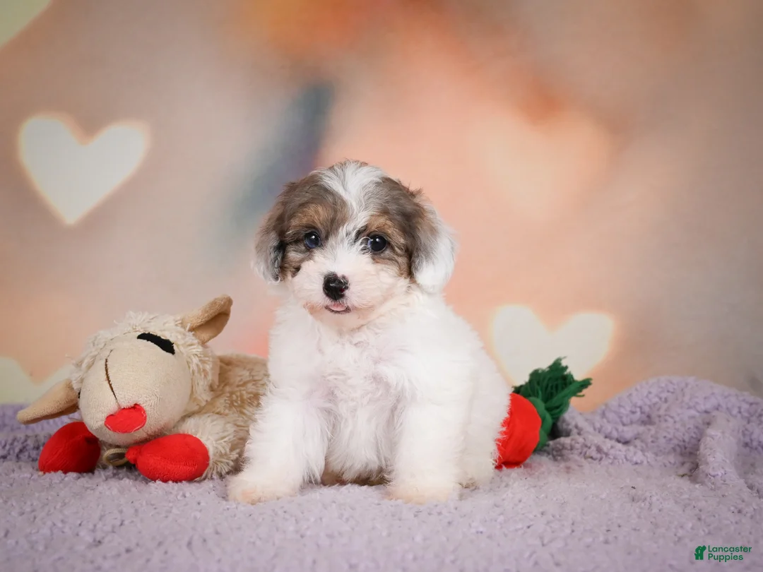 Maltipoo dogs for sale: Dusty - Ad 2