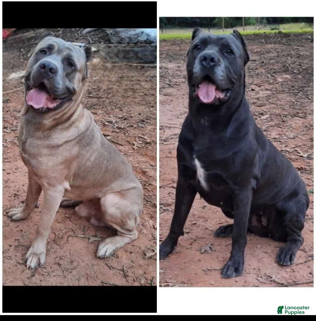 Cane Corso dogs for sale: Cane Corso 2 - Ad 2