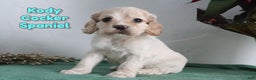Cocker Spaniel dogs for sale: Kody - Ad 1