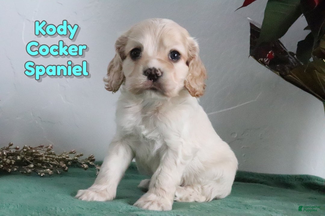 Cocker Spaniel dogs for sale: Kody - Ad 1