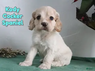 Cocker Spaniel dogs Kody - Ad 38