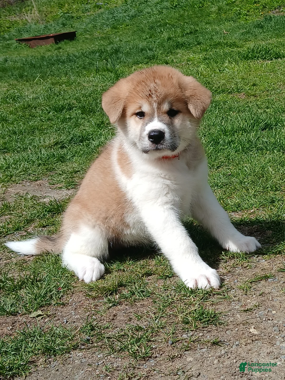 Akita dogs for sale: Rowan - Ad 1