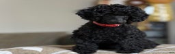 Toy Poodle dogs for sale: Benji - Ad 6