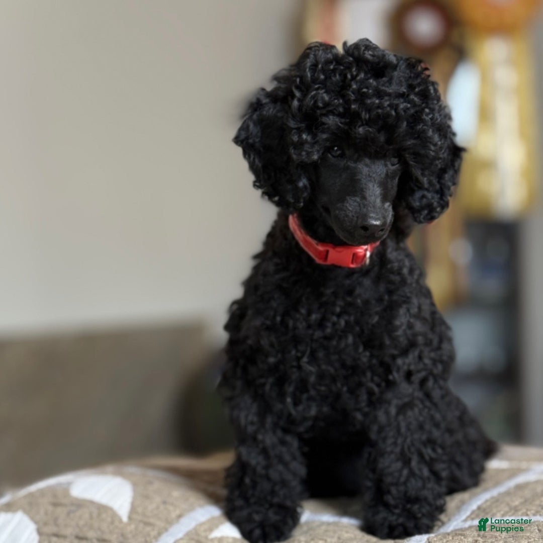 Toy Poodle dogs for sale: Benji - Ad 6