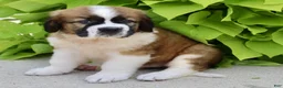 Saint Bernard dogs for sale: Lucy - Ad 3