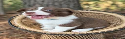 Mixed Breed dogs for sale: Teal collar  - Ad 9