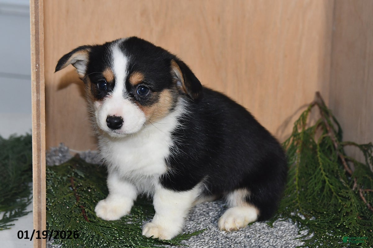 Welsh Corgi Pembroke dogs Sasha - Ad 2