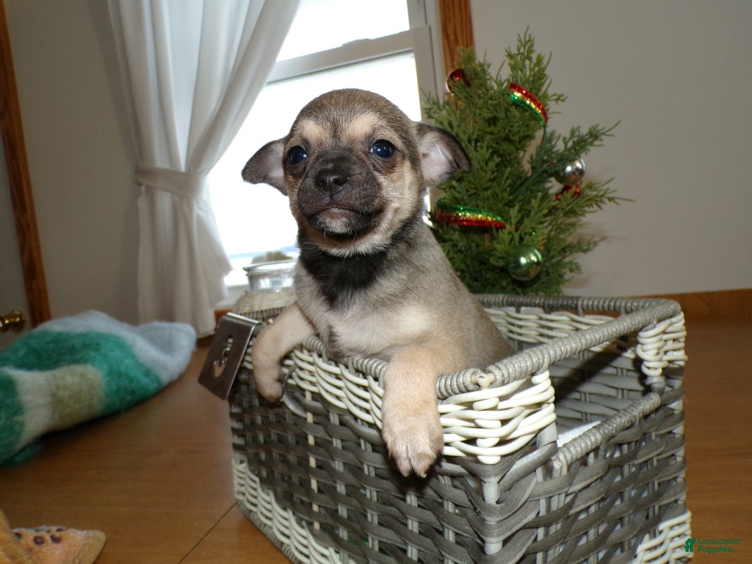 Chihuahua dogs for sale: Chihuahua Puppy 3 Austin - Ad 3