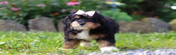 Mini Bernedoodle dogs for sale: Lotus - Ad 3