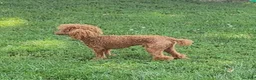 Toy Poodle dogs for stud: Moose - Ad 6
