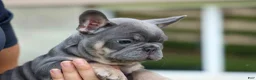 French Bulldog dogs for sale: 🐾 Mateo - Ad 13