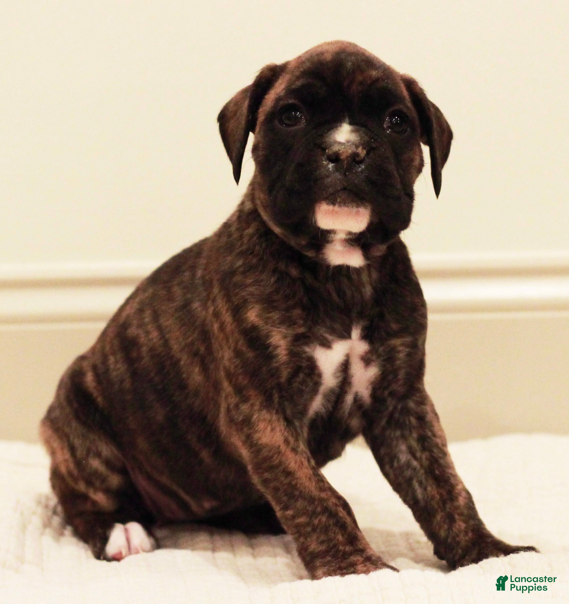 Boxer dogs Rosie - Ad 32