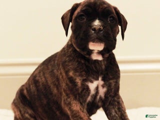 Boxer dogs Rosie - Ad 32