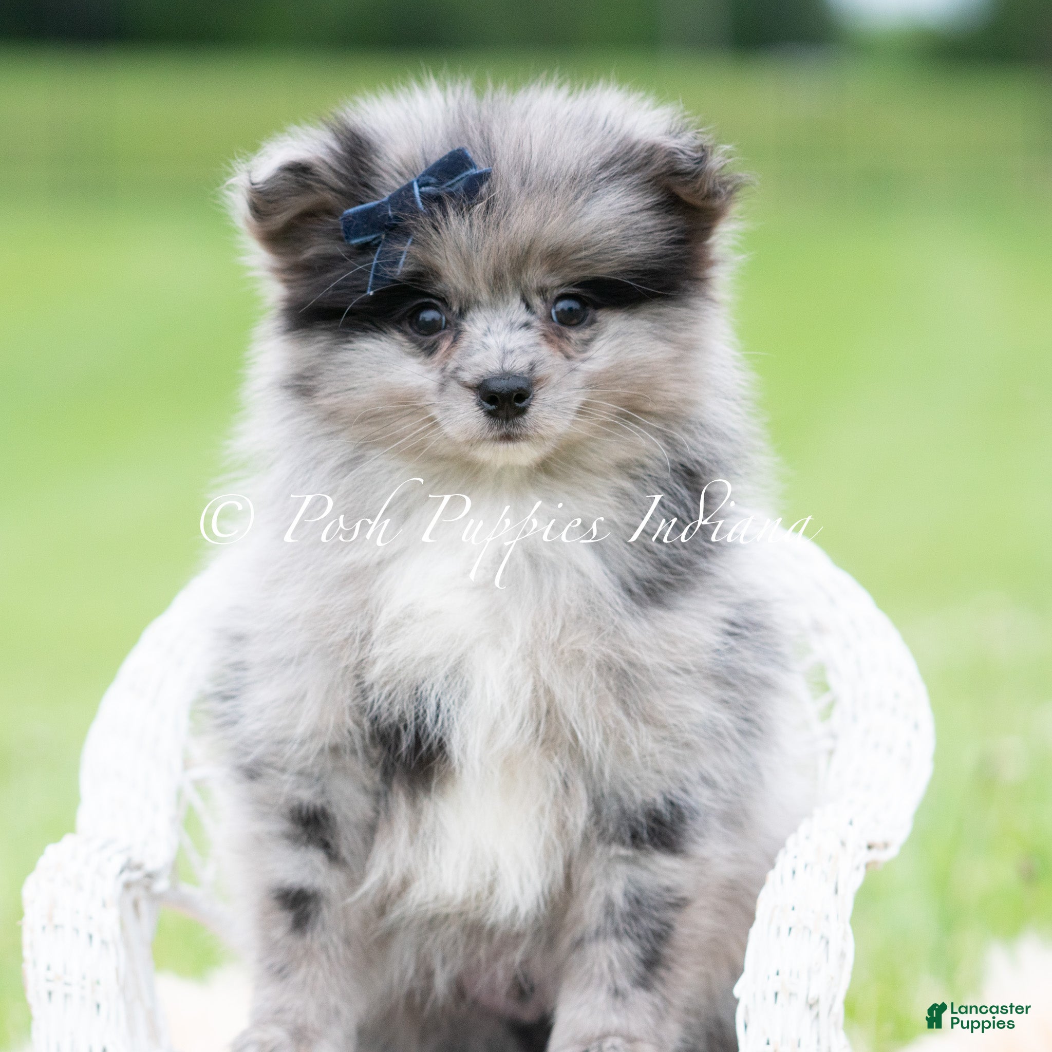 Pomeranian dogs for sale: Draco AKC - Ad 5