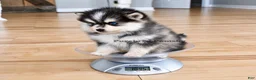 Pomsky dogs for sale: Atlas Micro Pomsky - Ad 6
