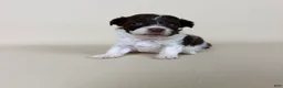 Maltipoo dogs for sale: Bennett - Ad 8