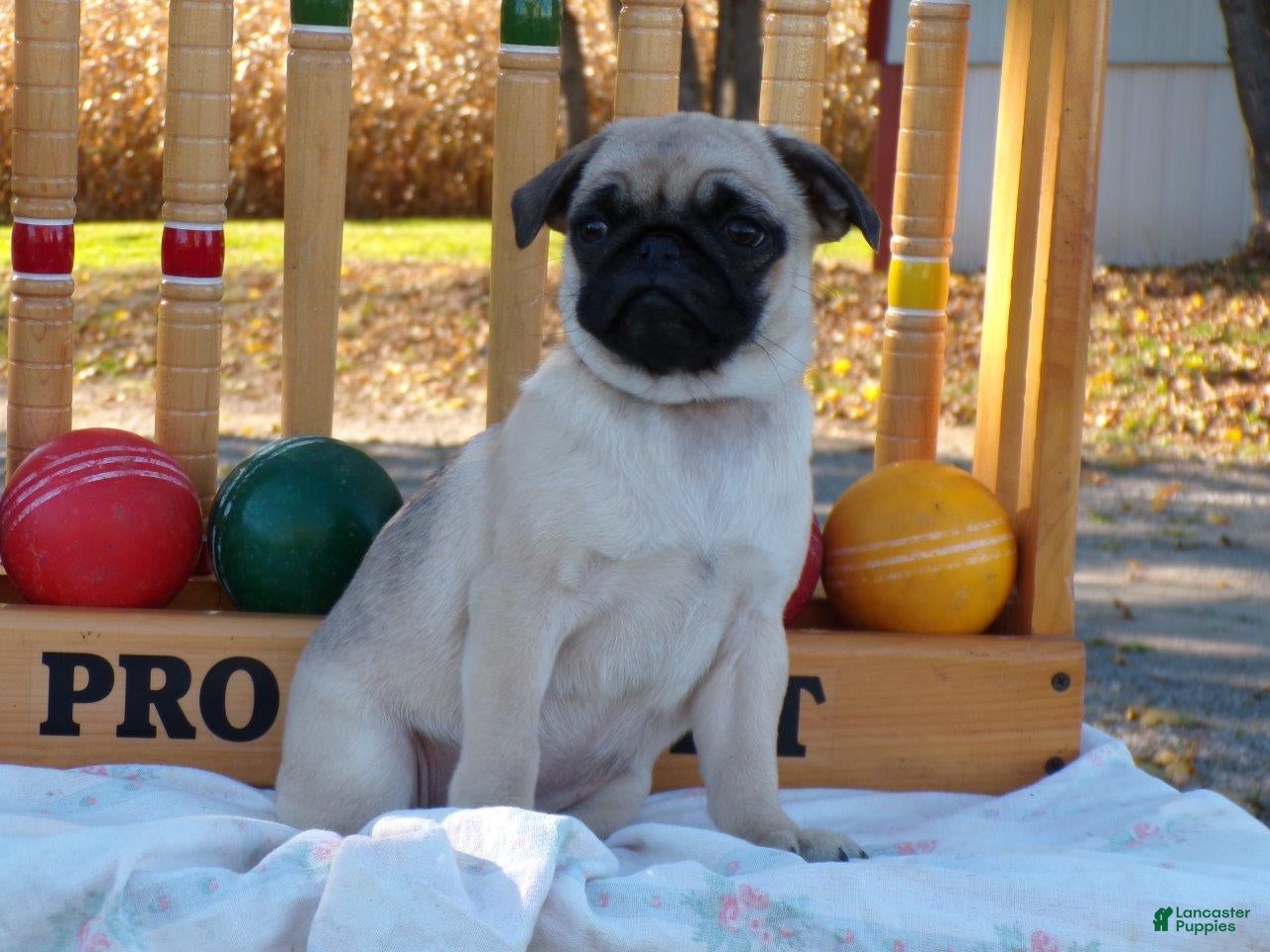 Pug dogs for sale: Fall - Ad 2