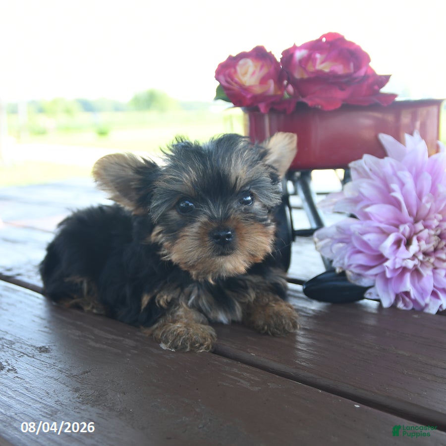 Yorkshire Terrier dogs for sale: Tessy - Ad 2