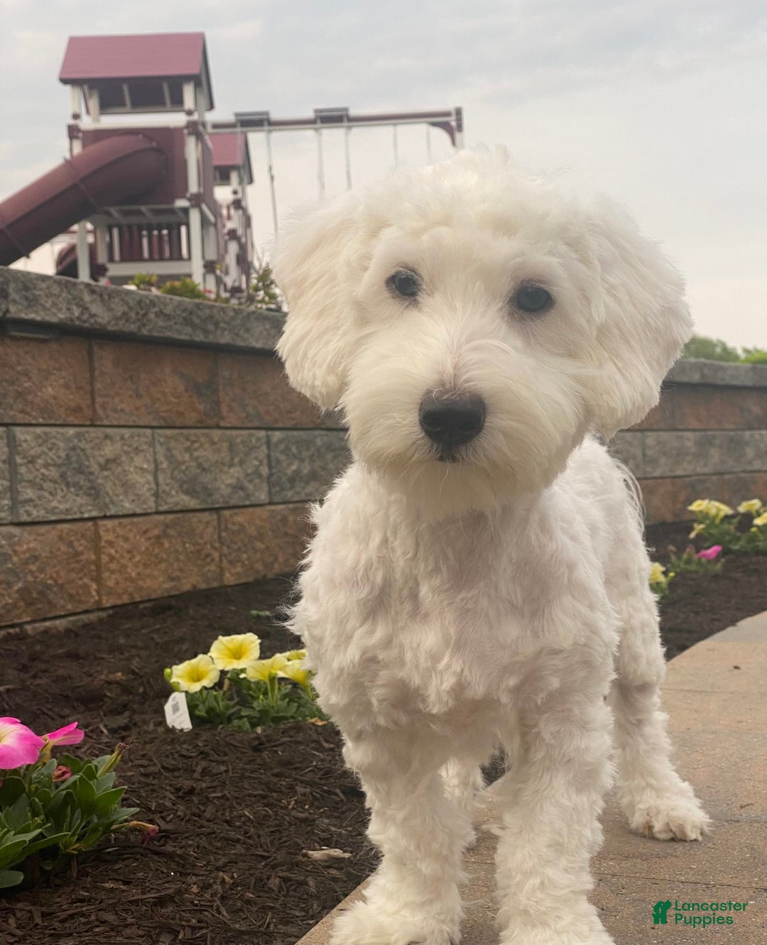 Coton De Tulear dogs for sale: Archer - Ad 2