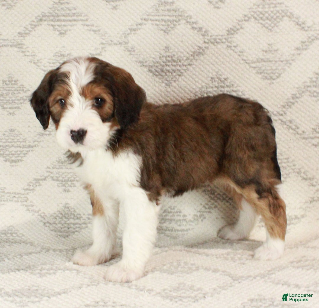 Bernedoodle dogs for sale: Willow  - Ad 8