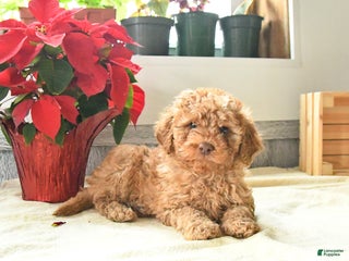 Toy Poodle dogs for sale: Timmy - Ad 3