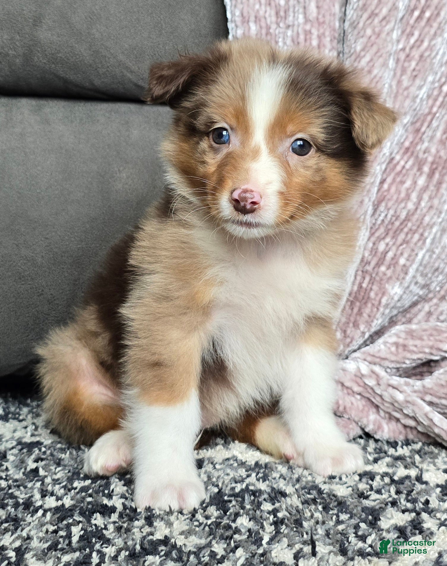 Australian Shepherd dogs Hazel - Ad 1