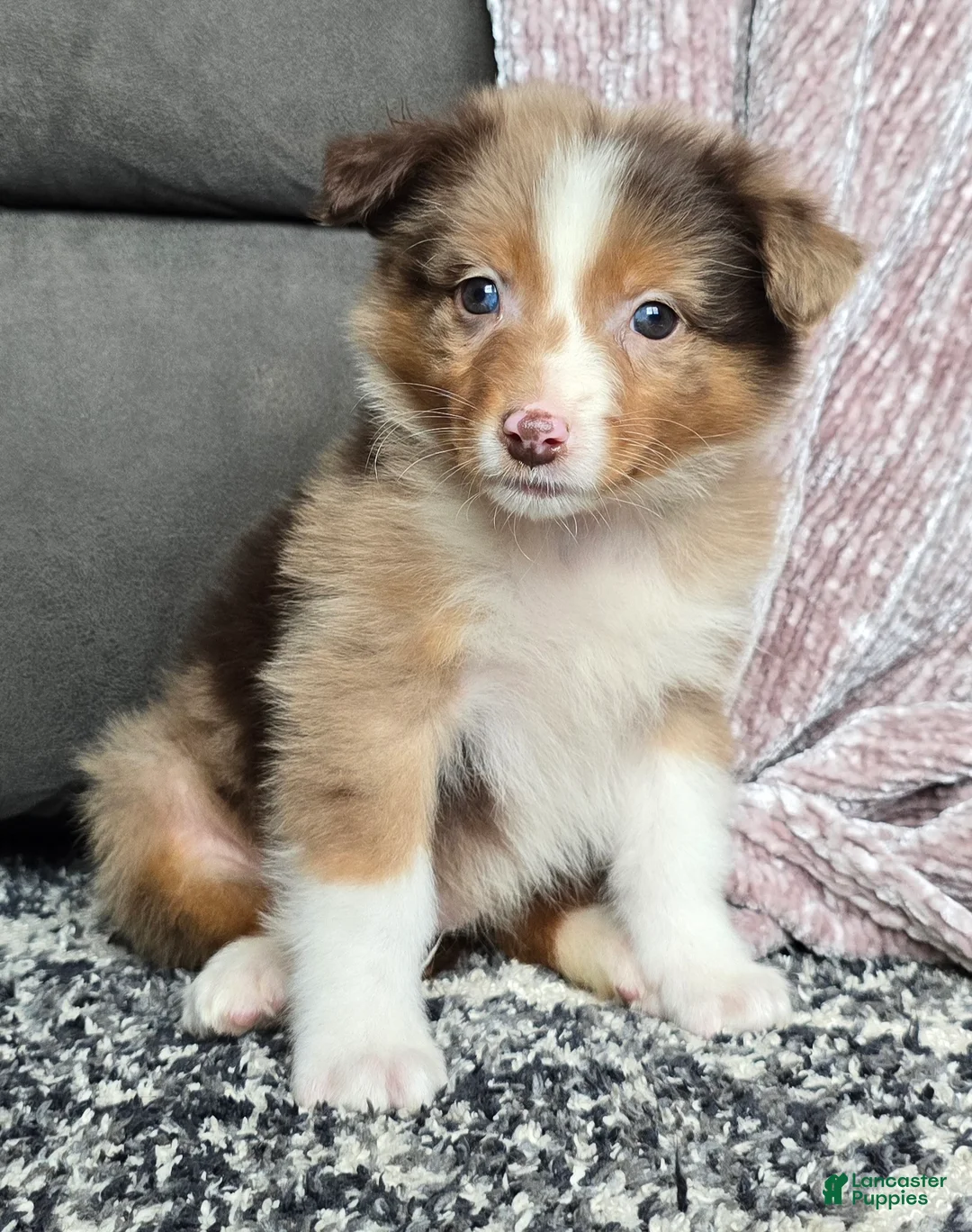 Australian Shepherd dogs for sale: Hazel - Ad 1