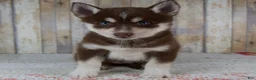 Pomsky dogs for sale: Brooke - Ad 1
