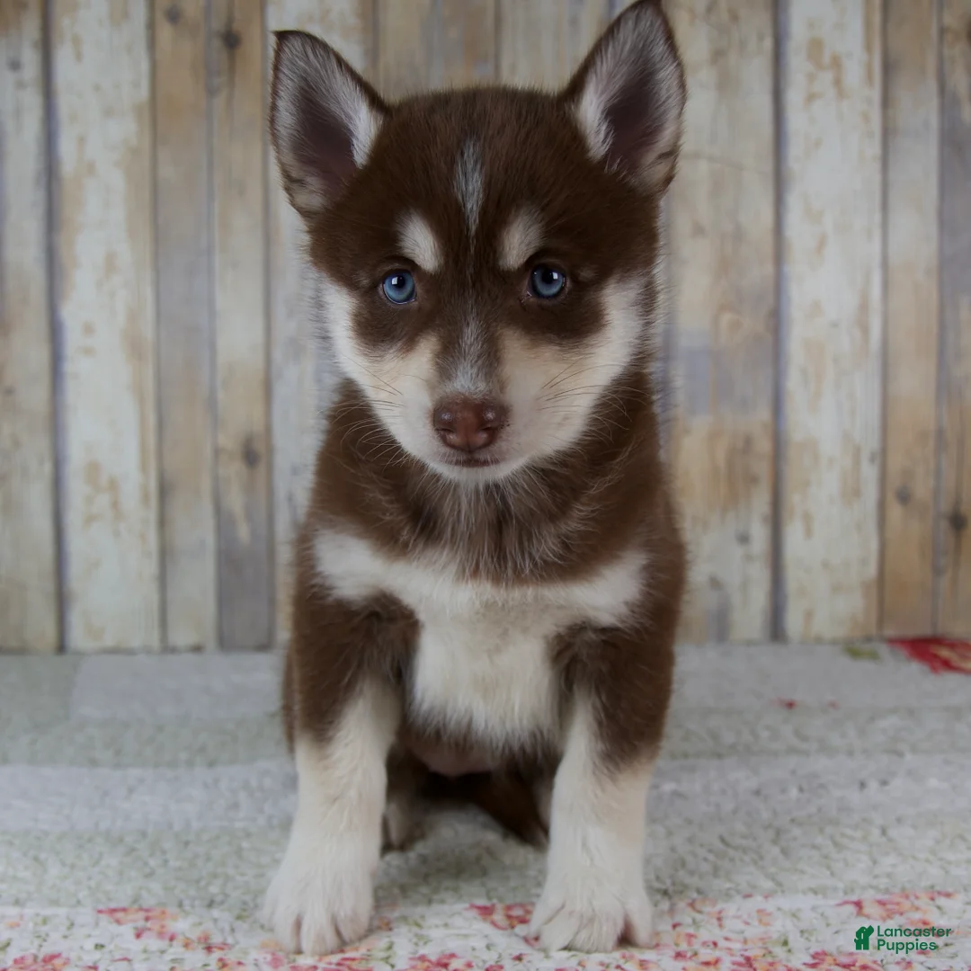 Pomsky dogs for sale: Brooke - Ad 1
