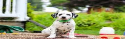 Dalmatian dogs for sale: Tami - Ad 3