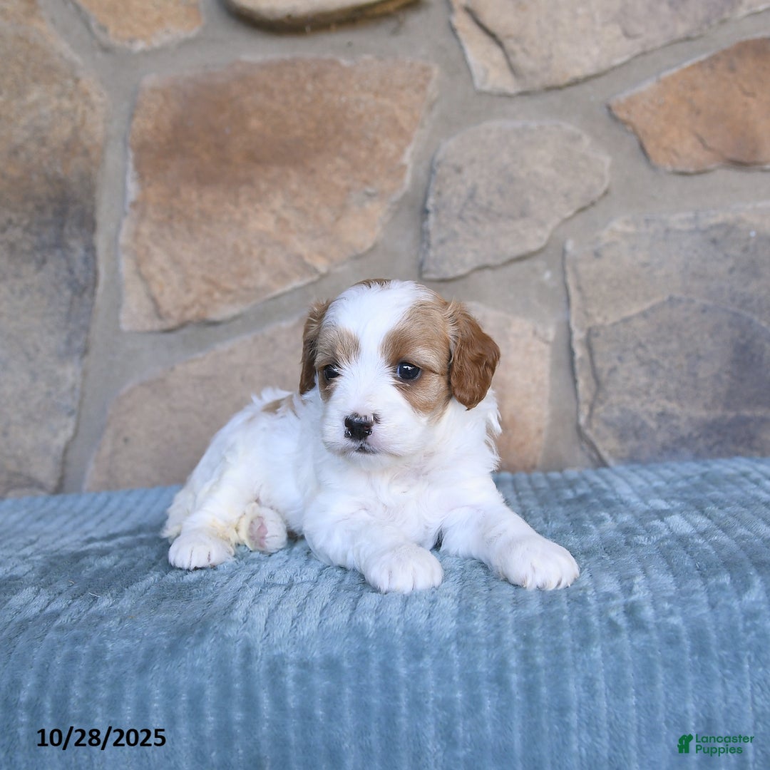Cavapoo dogs for sale: Felicity - Ad 5