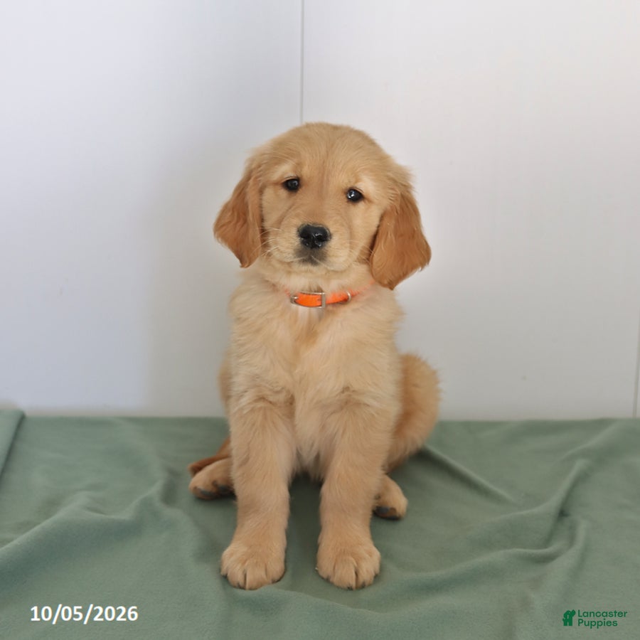 Golden Retriever dogs Darla - Ad 1